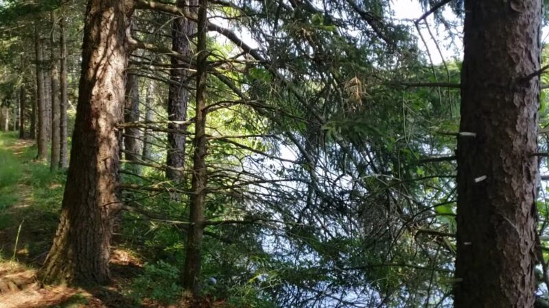 Weiser State Forest Roaring Creek Tract - Klein’s Reservoir - Catawissa, PA