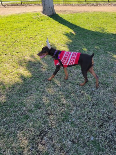 Panorama Park Dog Park - Cathedral City, CA