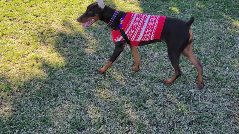 Panorama Park Dog Park - Cathedral City, CA