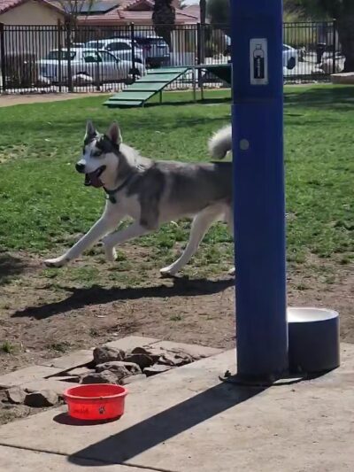 Panorama Park Dog Park - Cathedral City, CA