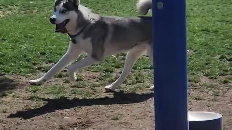 Panorama Park Dog Park - Cathedral City, CA