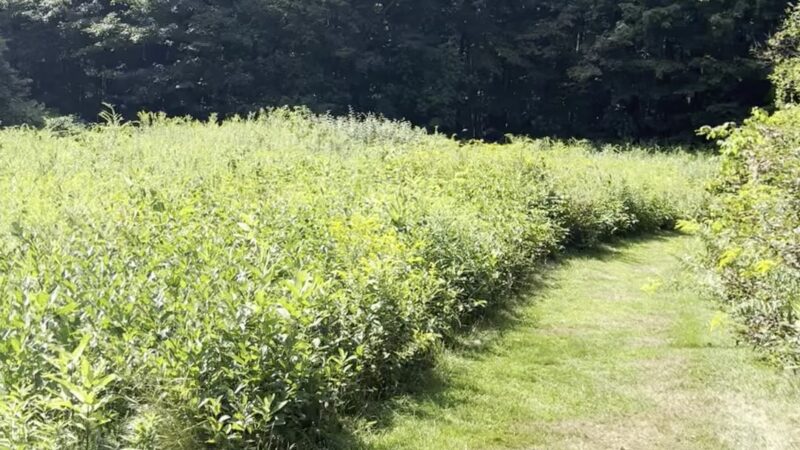 Fairchild Hill - Cazenovia, NY