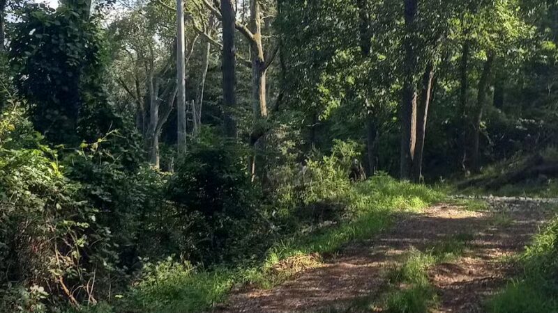 Mills Reservation Lenape trail parking - Cedar Grove, NJ