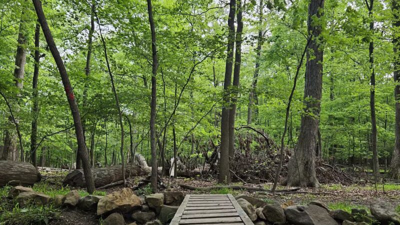 Mills Reservation Lenape trail parking - Cedar Grove, NJ