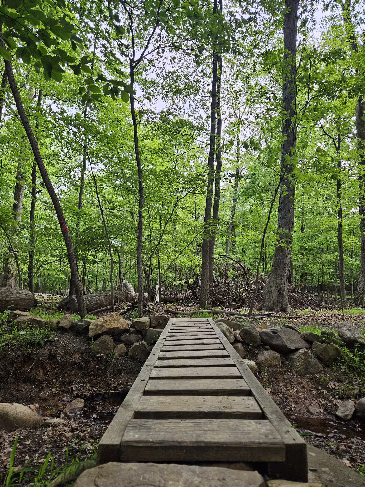 Mills Reservation Lenape trail parking - Cedar Grove, NJ