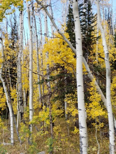 Skyway Ski Trailhead - Cedaredge, CO