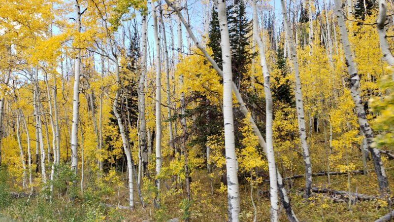 Skyway Ski Trailhead - Cedaredge, CO