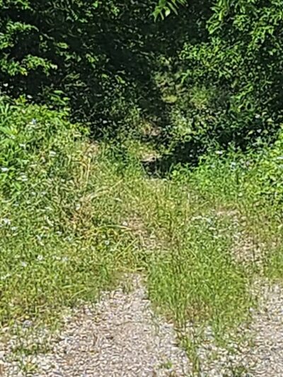 Chapparal Bike Trail - Celeste, TX