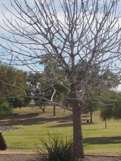 Hoopes Park - Chandler, AZ