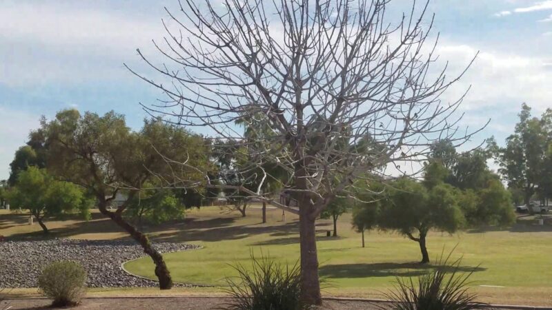 Hoopes Park - Chandler, AZ