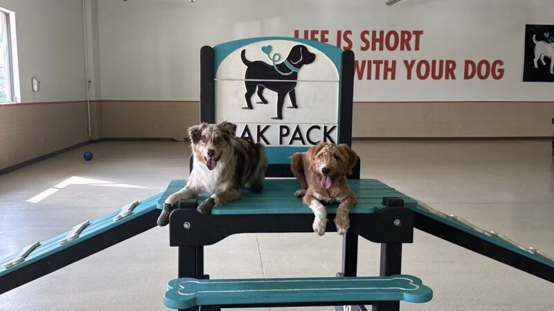 Mak Pack Dog Training & Boarding - Chandler, AZ