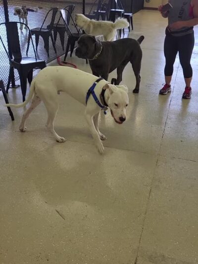 Mak Pack Dog Training & Boarding - Chandler, AZ