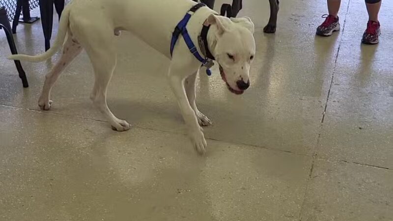 Mak Pack Dog Training & Boarding - Chandler, AZ