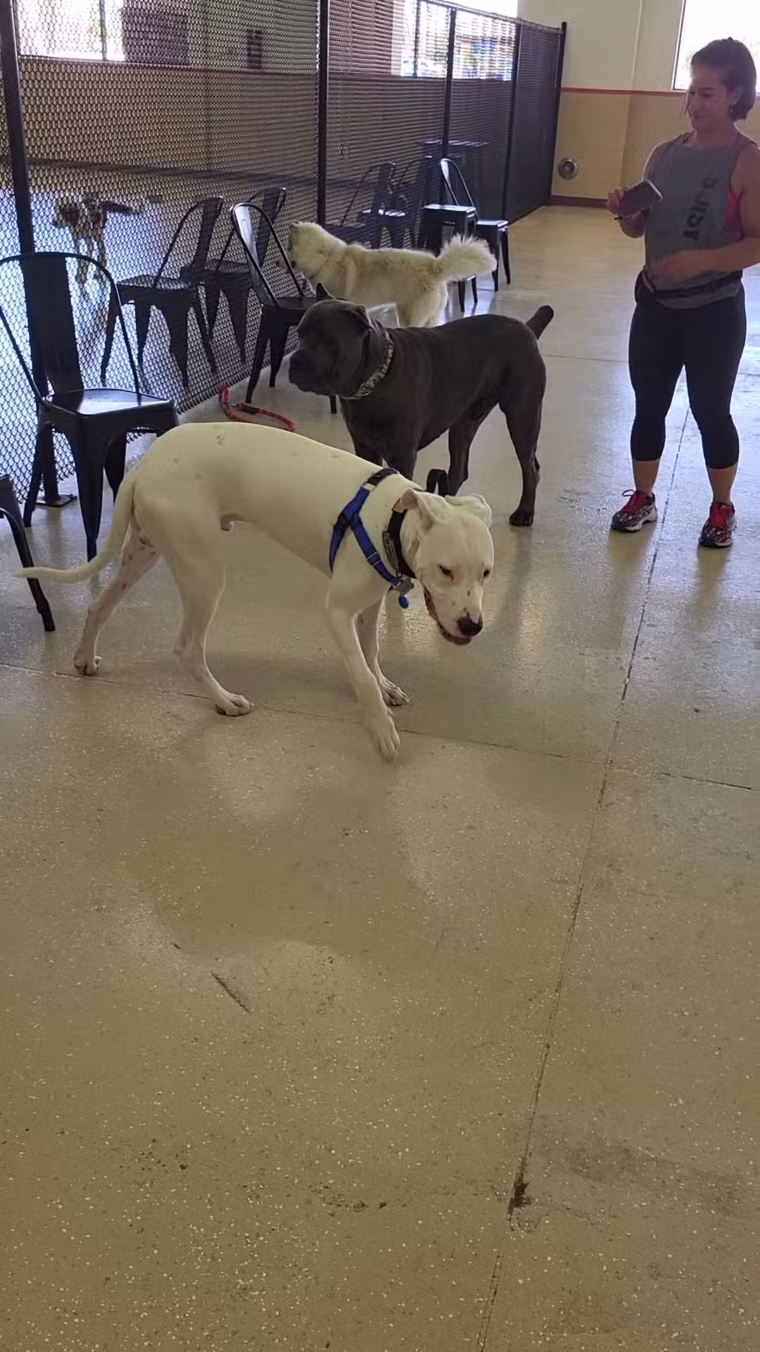 Mak Pack Dog Training & Boarding - Chandler, AZ