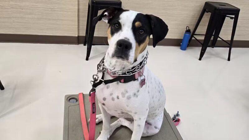 Mak Pack Dog Training & Boarding - Chandler, AZ
