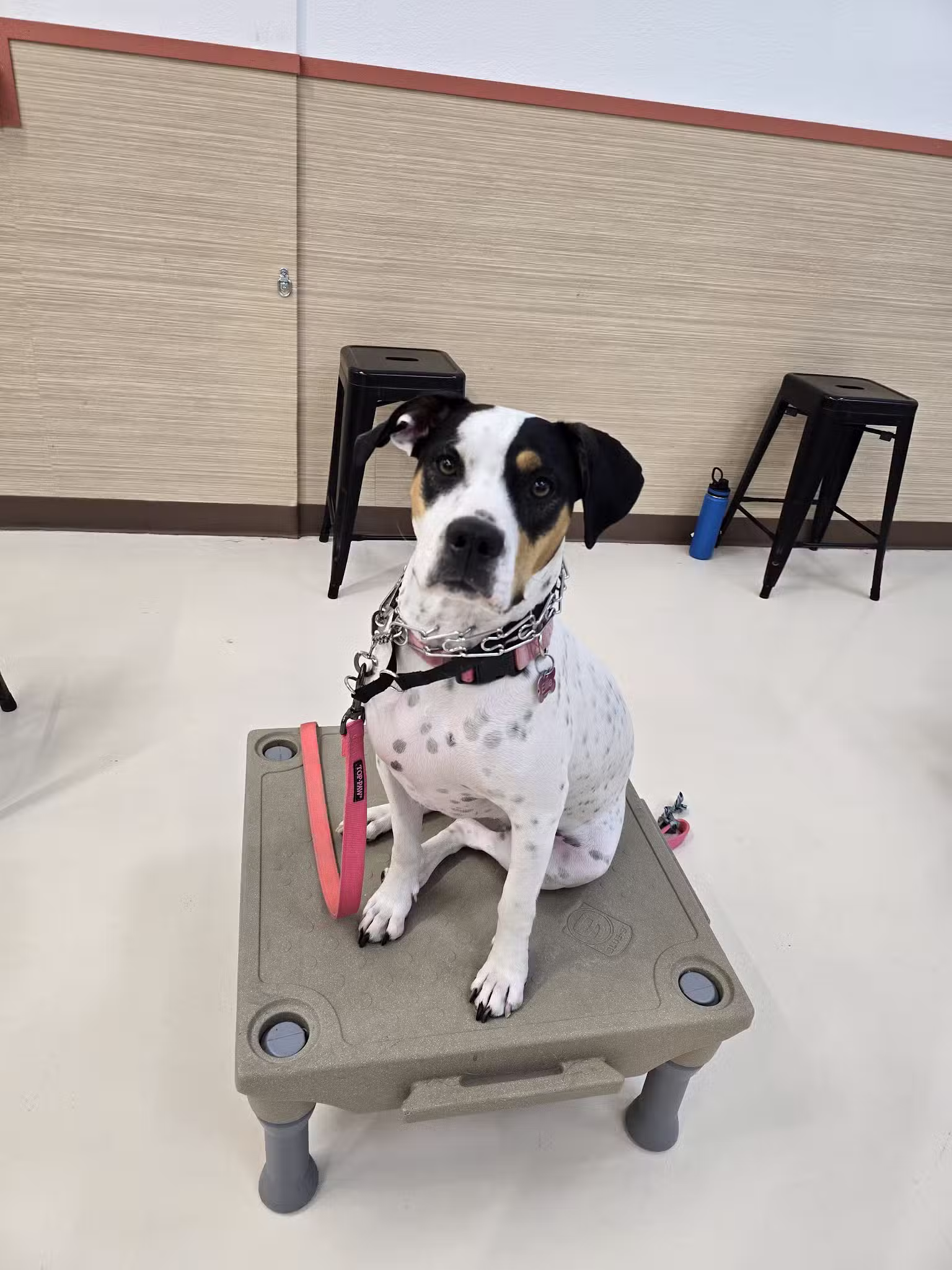 Mak Pack Dog Training & Boarding - Chandler, AZ