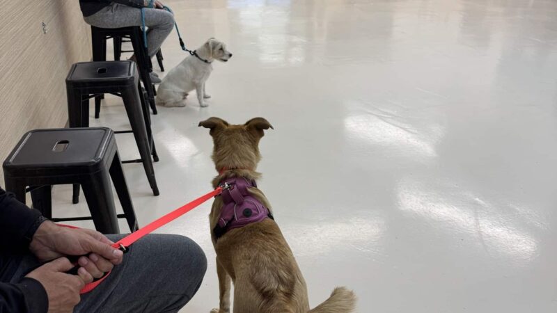 Mak Pack Dog Training & Boarding - Chandler, AZ