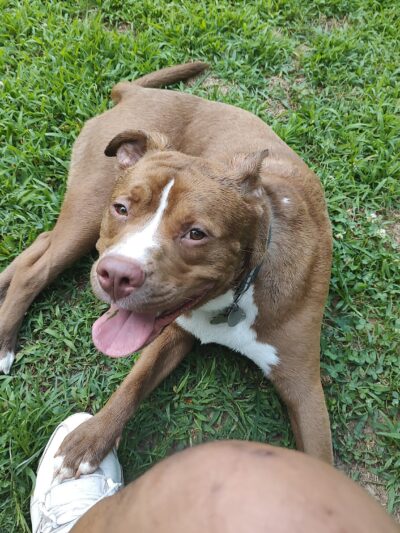 180 West Complex Dog Park - Chapel Hill, NC