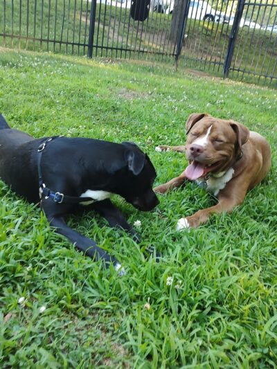 180 West Complex Dog Park - Chapel Hill, NC