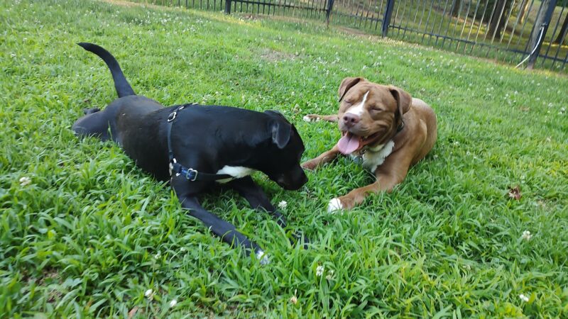 180 West Complex Dog Park - Chapel Hill, NC