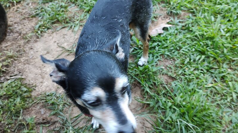 180 West Complex Dog Park - Chapel Hill, NC