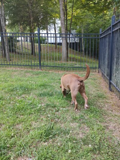 180 West Complex Dog Park - Chapel Hill, NC