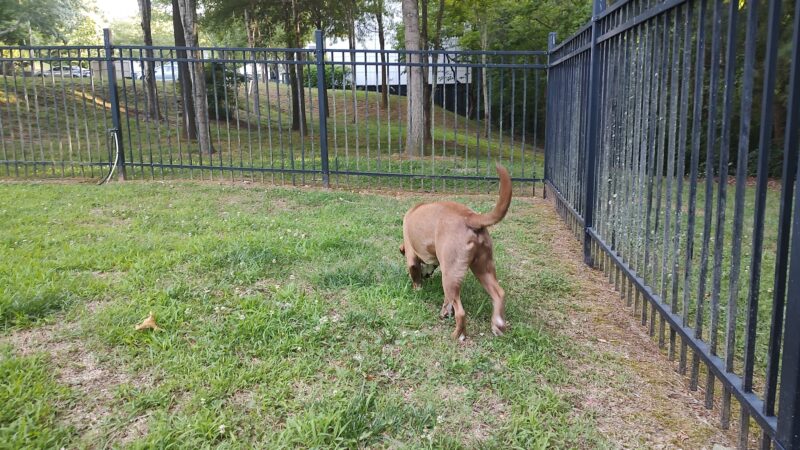 180 West Complex Dog Park - Chapel Hill, NC