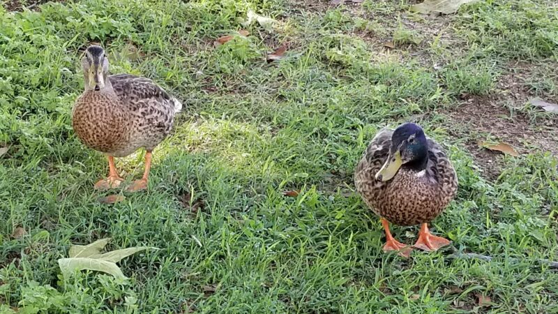 Veterans Park - Charlestown, MD