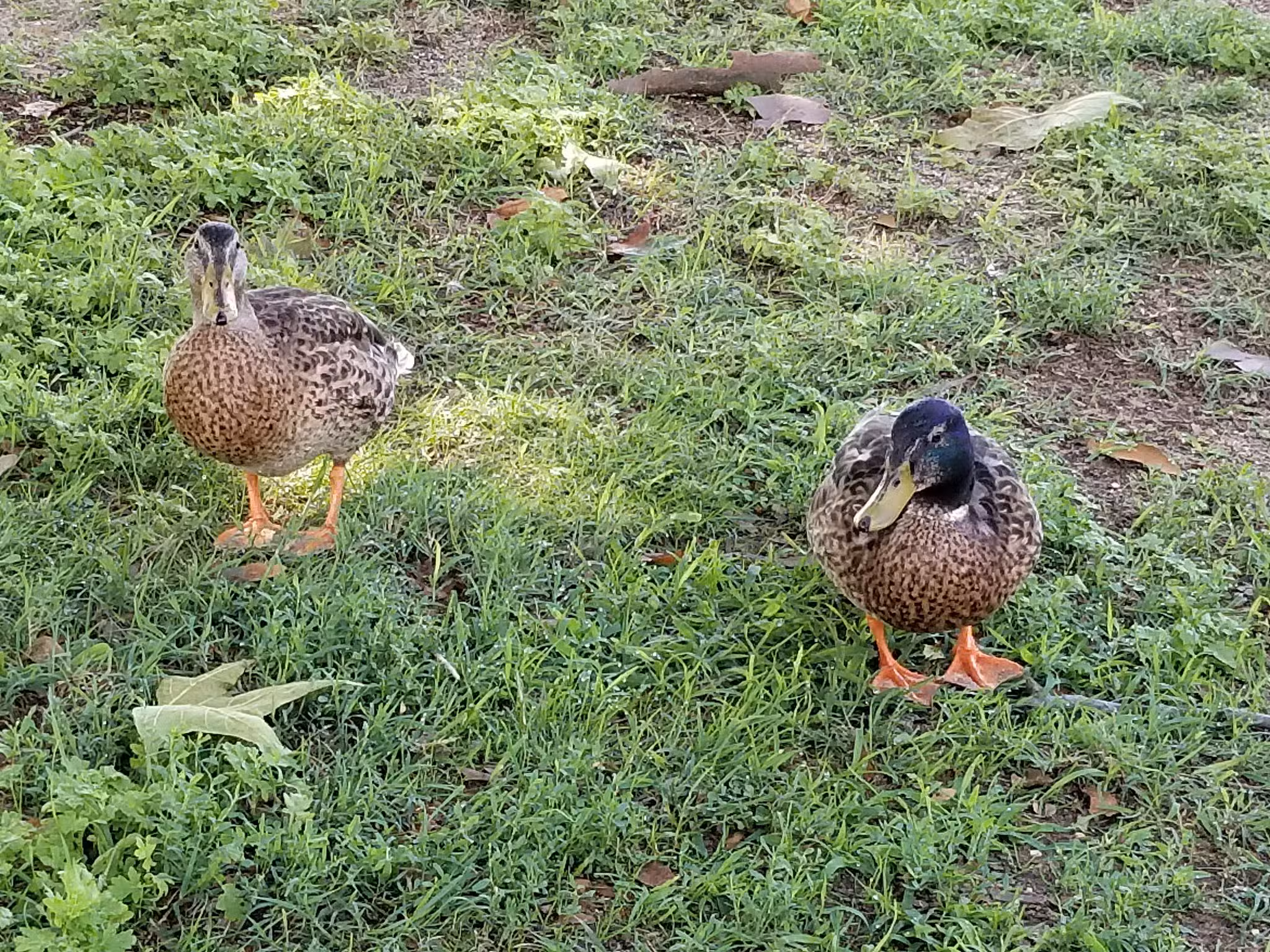 Veterans Park - Charlestown, MD
