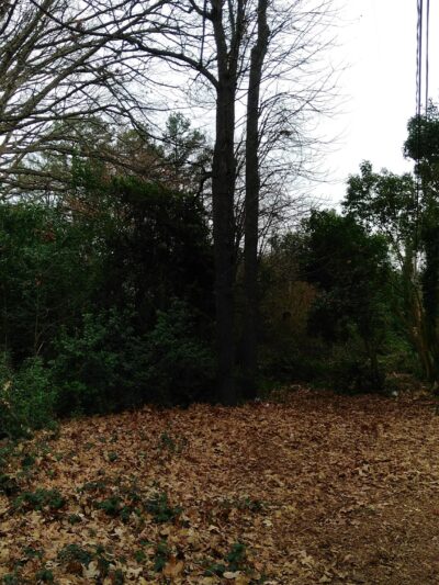 Collins Park - Charlotte, NC