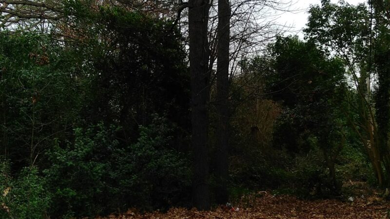Collins Park - Charlotte, NC