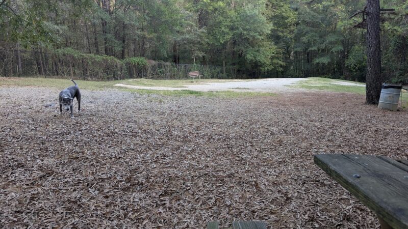 Dog Park - Charlotte, NC