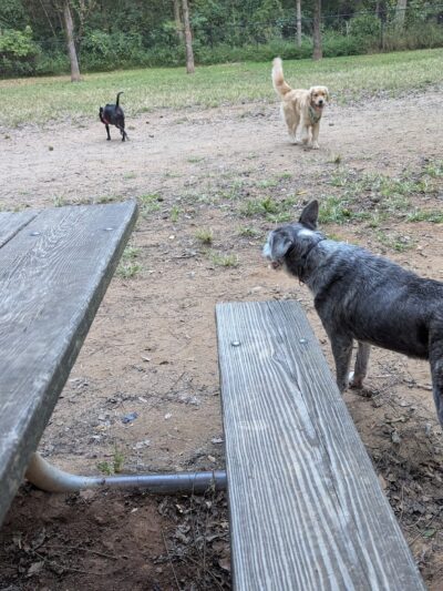 Dog Park - Charlotte, NC