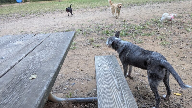 Dog Park - Charlotte, NC