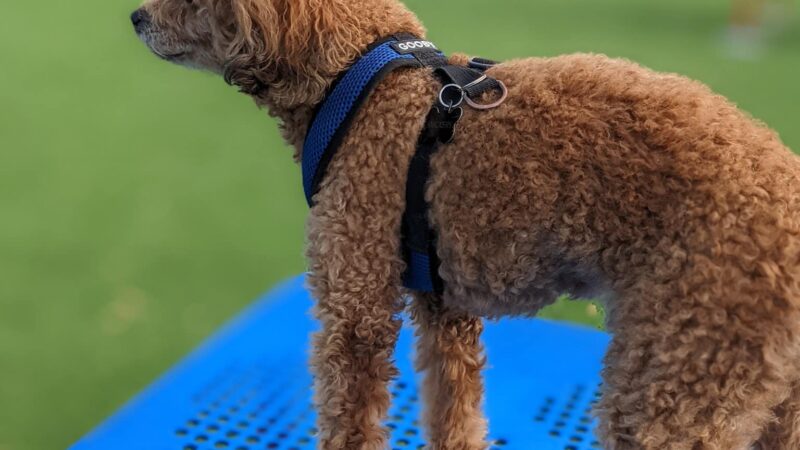 Latitude Mallard Creek Dog park - Charlotte, NC