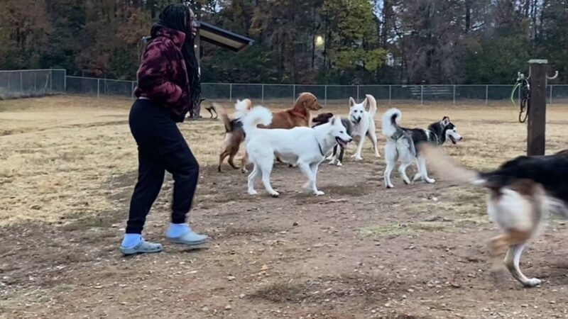 McAlpine Creek Dog Park - Charlotte, NC