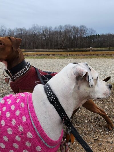 McAlpine Creek Dog Park - Charlotte, NC