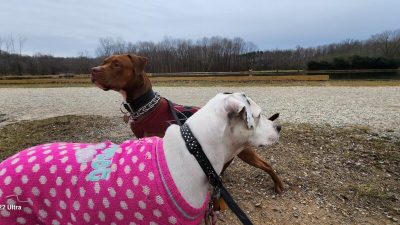 McAlpine Creek Dog Park - Charlotte, NC