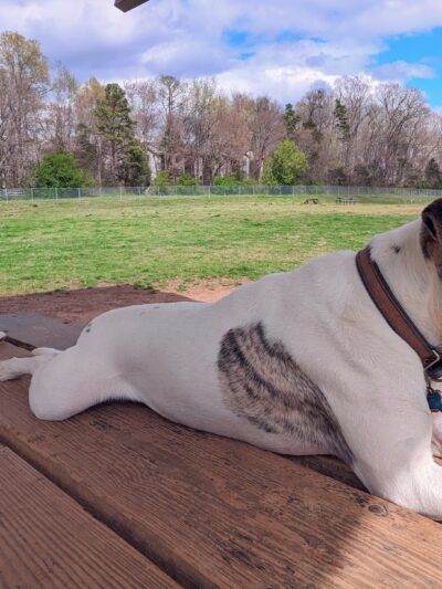 McAlpine Creek Dog Park - Charlotte, NC