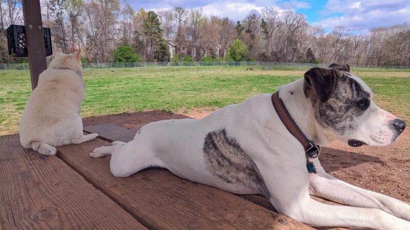 McAlpine Creek Dog Park - Charlotte, NC