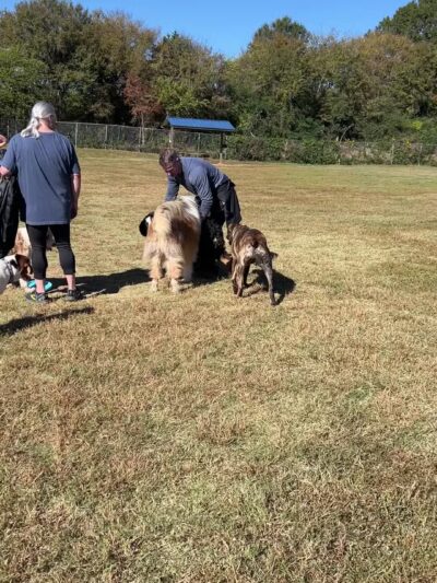 McAlpine Creek Dog Park - Charlotte, NC