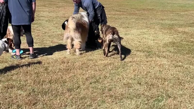 McAlpine Creek Dog Park - Charlotte, NC