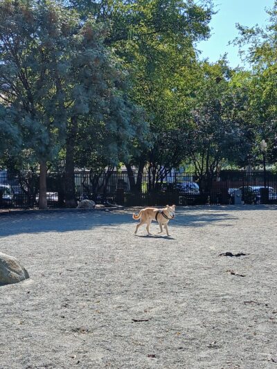 Ninth Street Dog Park - Charlotte, NC