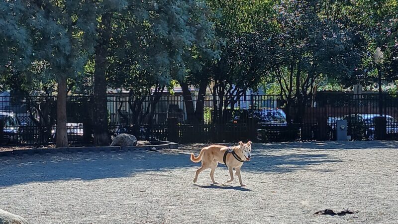 Ninth Street Dog Park - Charlotte, NC