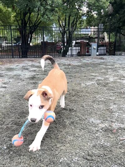 Ninth Street Dog Park - Charlotte, NC
