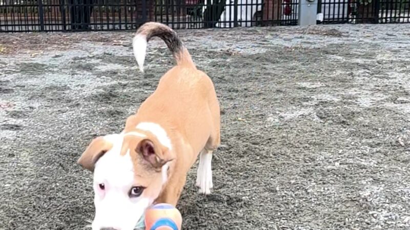 Ninth Street Dog Park - Charlotte, NC