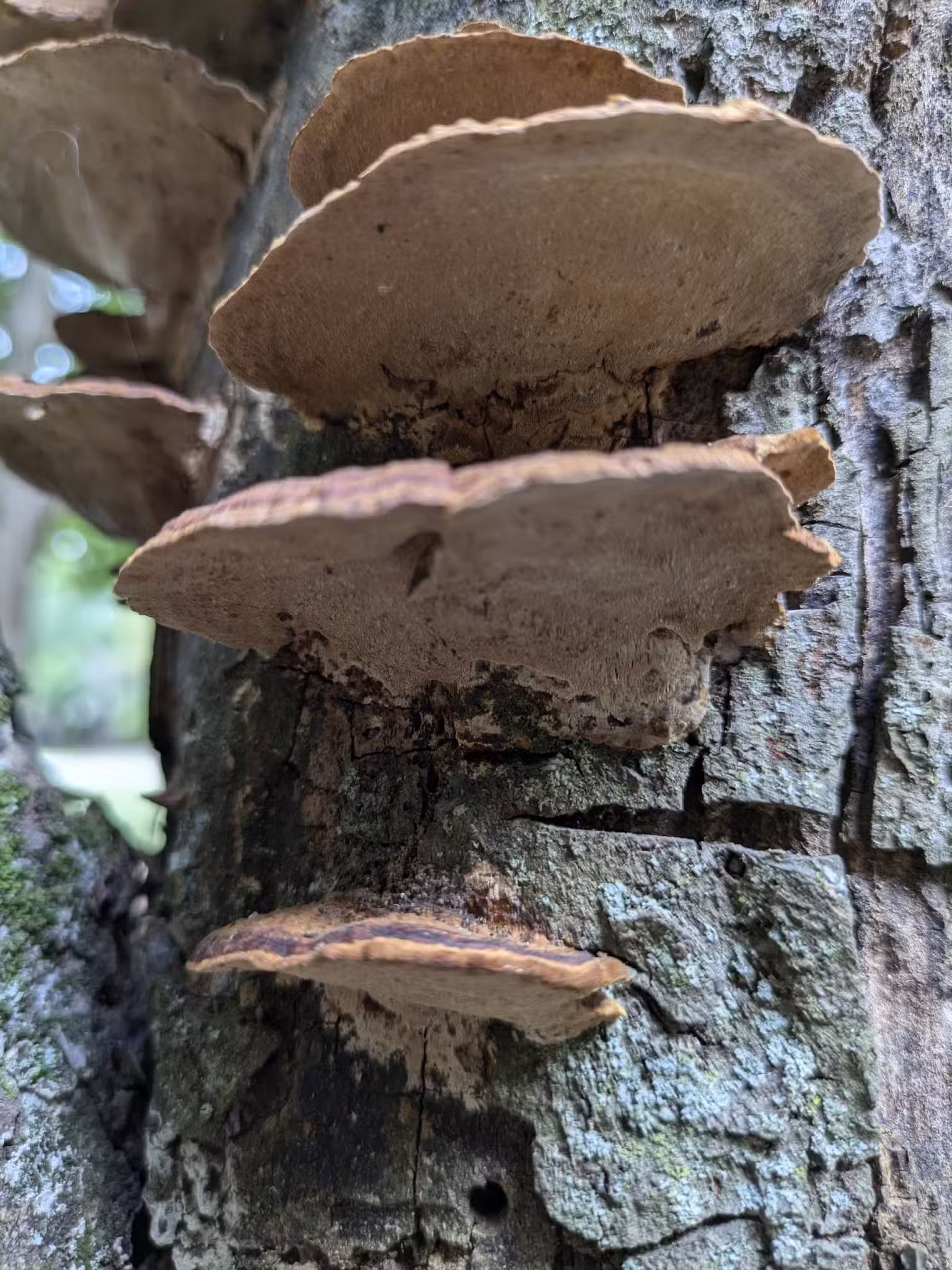 North Charlotte Park - Charlotte, NC