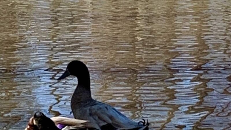 Park Road Park - Charlotte, NC