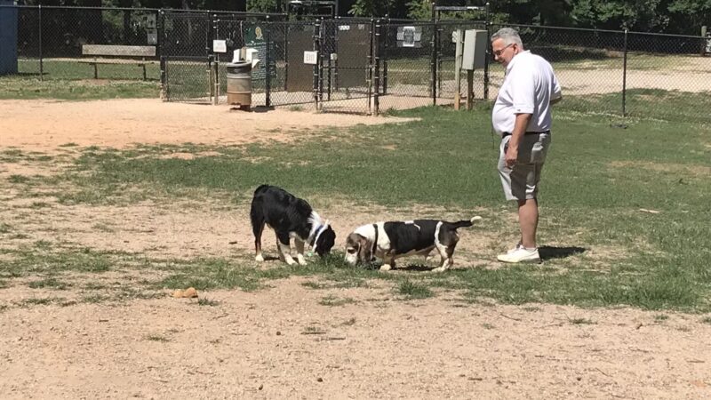 Reedy Creek Park Dog Park - Charlotte, NC