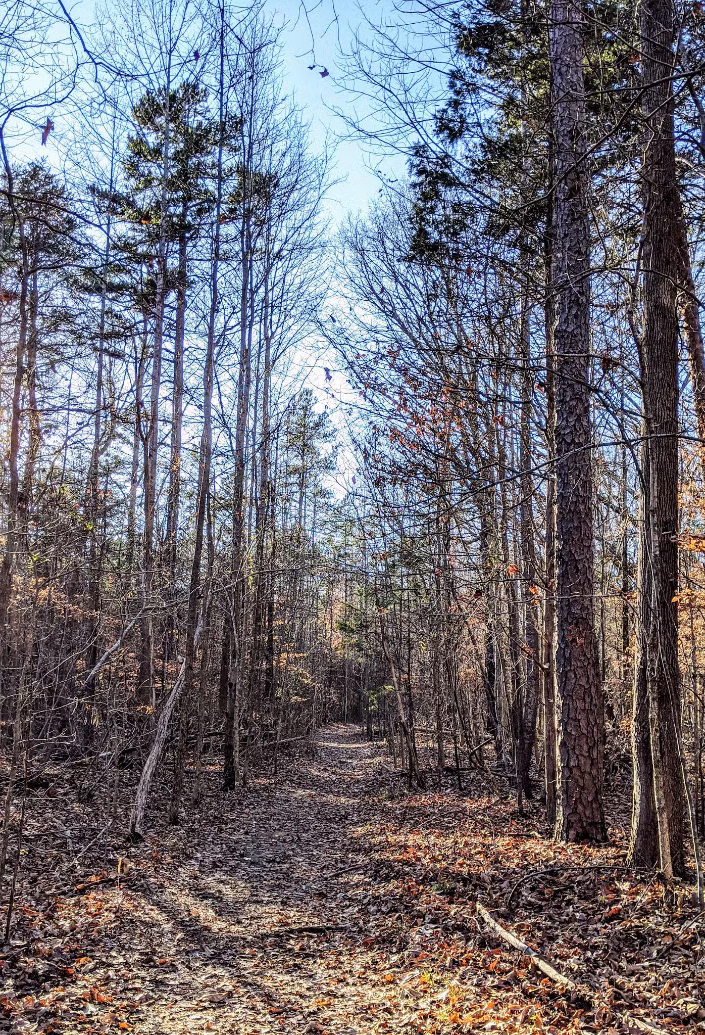 Reedy Creek Park Dog Park - Charlotte, NC